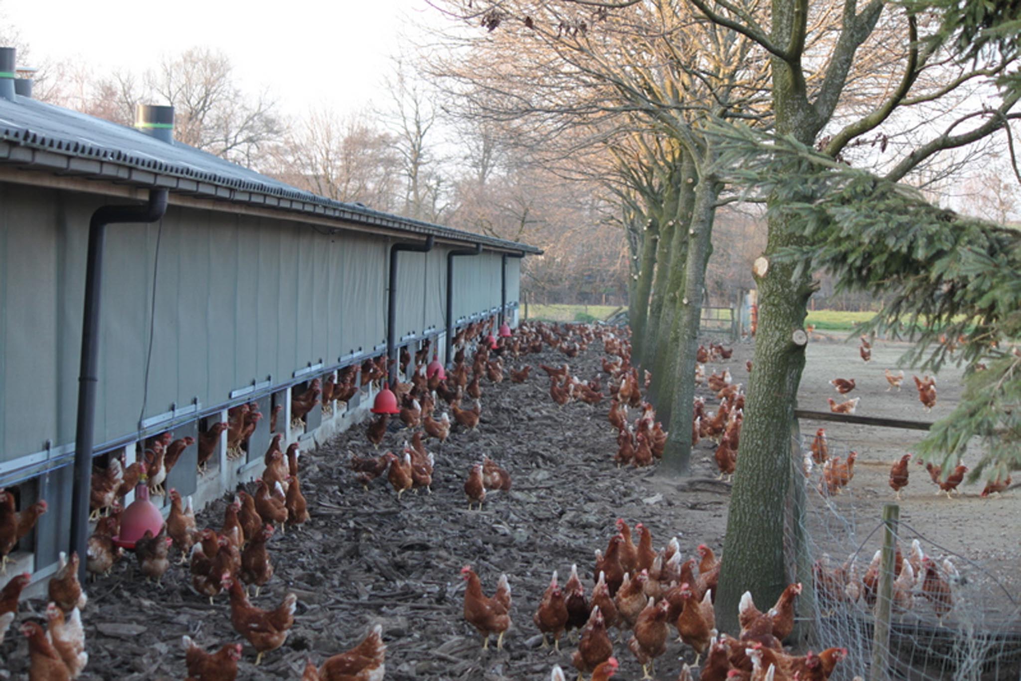 Schandalig ontwikkeling heuvel Pluimveehouderij Van Steenbergen – Vallei Boert Bewust